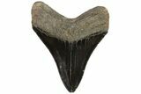 Serrated, Fossil Megalodon Tooth - Georgia #78211-2
